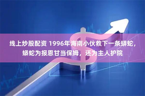 线上炒股配资 1996年海南小伙救下一条蟒蛇，蟒蛇为报恩甘当保姆，还为主人护院